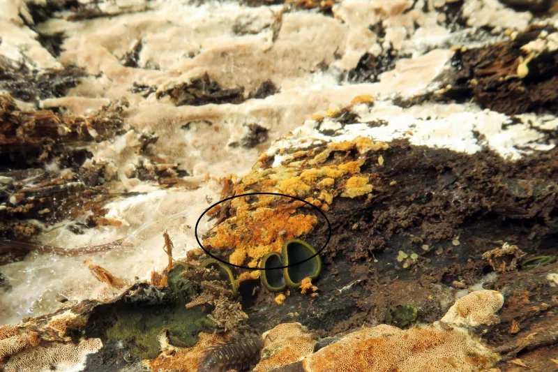 Botryobasidium aureum 1 - IMG_4323